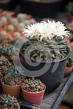 Ariocarpus trigonus cactus in pot and flower