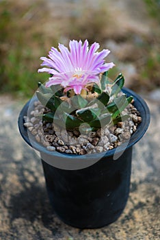 Ariocarpus trigonus cactus in pot and flower