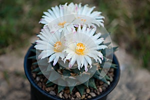 Ariocarpus trigonus cactus in pot and flower