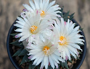 Ariocarpus trigonus cactus in pot and flower