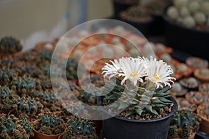 Ariocarpus trigonus cactus in pot and flower