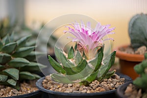 Ariocarpus trigonus cactus in pot and flower