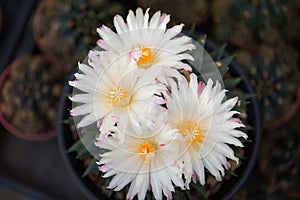 Ariocarpus trigonus cactus in pot and flower