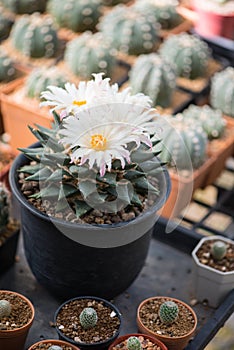 Ariocarpus trigonus cactus in pot and flower