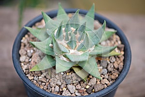 Ariocarpus trigonus cactus in pot and flower