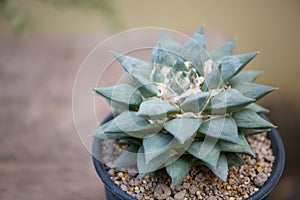 Ariocarpus trigonus cactus in pot and flower