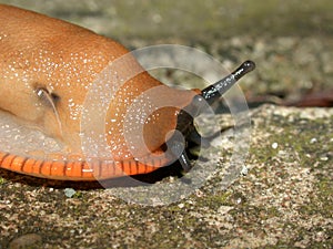 Arion ater Slug 01 photo