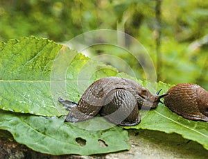 Arion ater - type of slugs