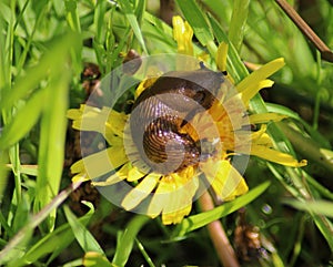 Arion fuscus on dandelion