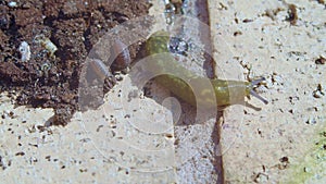 Arion hortensis, garden slug and bugs