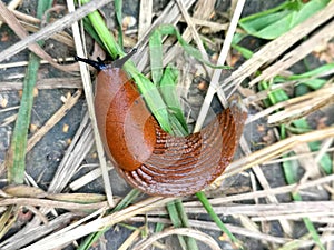 Arion lusitanicus -  red Spanish slug invasion in gardens in Europe.