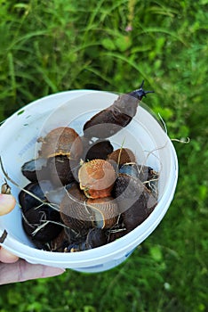 Arion lusitanicus slugs in a bucket