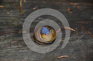 Common Garden Slug Arion subfuscus pair