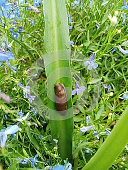 Arion vulgaris Moquin-Tandon on a long green leaf
