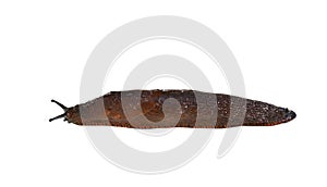 Arion vulgaris terrestrial invasive brown slug