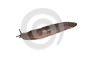 Arion vulgaris terrestrial invasive brown slug