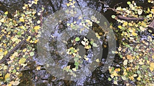 Arious dead tree leaves in fall colors floating on water surface with tree trunk reflections. colorful autumn leaves