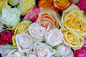 Arious shade of vivid pink, and white blooming roses.