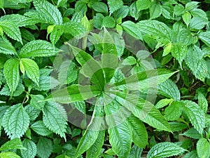 Arisaema concinnum, Chinese Cobra Lily, Tuberous perennial herb