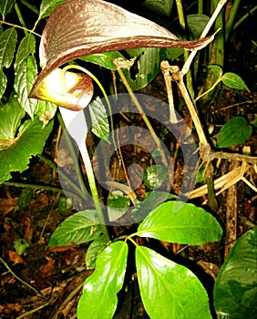 Arisaema filiforme
