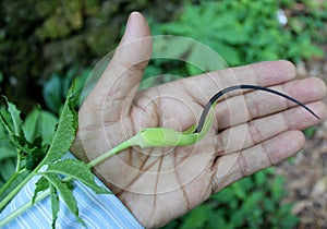 Arisaema tortuosum, Whipcord Cobra Lily, perennial herb