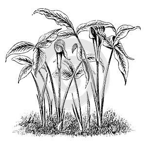 Arisaema Triphylla Flower vintage illustration