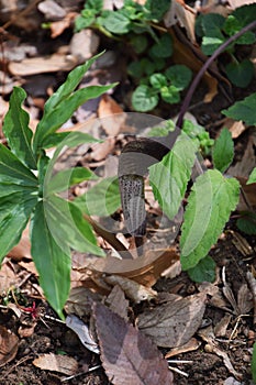 Arisaema Urashima