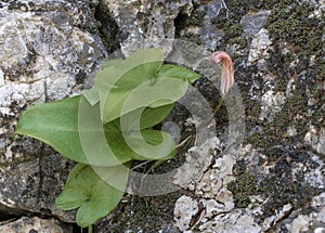 Arisarum vulgare aka friar`s cowl or larus. Geophyte plant.