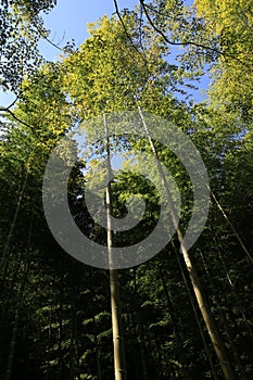 Arishiyama Bamboo Forest