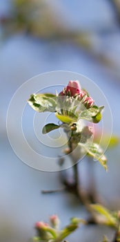 Arising view of pink apple tree blossoming over blurry background