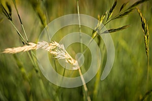 Arista of golden grass on blurred background