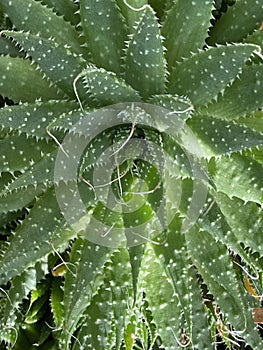 Aristaloe aristata Plant Photo