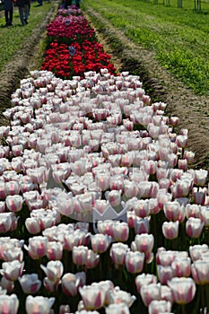 Aristocrat Tulips at Veldheer Tulip Garden in Holland