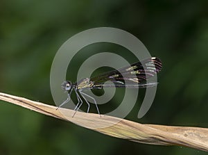 Aristocypha Quadrimaculata Damselfly seent at Garo Hills,Meghalaya,India