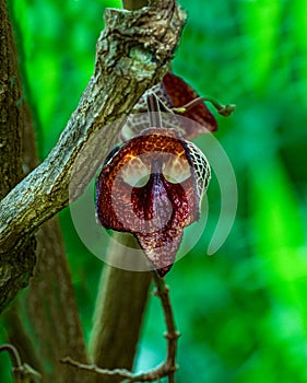 Aristolochia Arborea (Aristolochia salvadorensis) also Darth Vader plant