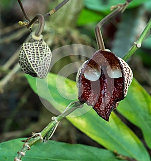 Aristolochia Arborea (Aristolochia salvadorensis) also Darth Vader plant. photo