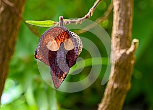 Aristolochia Arborea Aristolochia salvadorensis also Darth Vader plant.  Botanical garden Heidelberg, Baden Wuerttemberg,