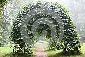 Aristolochia on an arch.