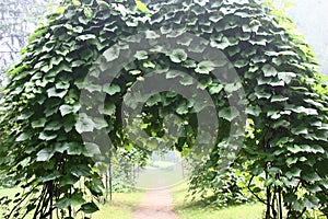 Aristolochia on an arch in approach.