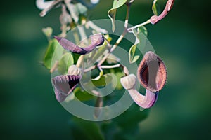 Aristolochia Baetica