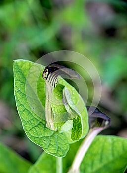 Aristolochia - black wild flower aka birthwort, pipevines