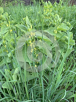 aristolochia clematitis or European birthwort, twining plant with hear-shaped leaves and pale yellow tubular flowers