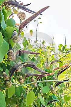 Aristolochia flower