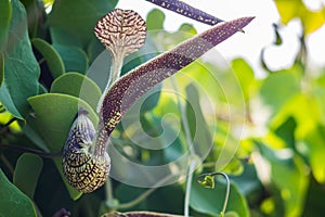 Aristolochia flower