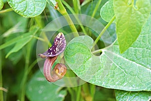 Aristolochia flower and leaf closeup