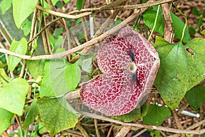 Aristolochia gigantea Brazilian Dutchman`s pipe, giant pelican flower. It is a vigorous evergreen climber vine with heart-