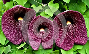 Aristolochia gigantea Dutchman`s pipe