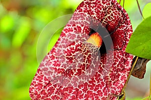 Aristolochia gigantea flower, Florida