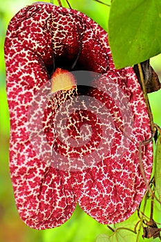 Aristolochia gigantea flower, Florida, USA