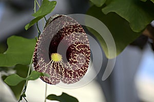 Aristolochia littoralis (elegant Dutchmans pipe) with blossom photo